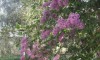Vila Liana Limenaria Tasos Galileo Tours